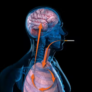 Nicotine Absorption in the Human Body