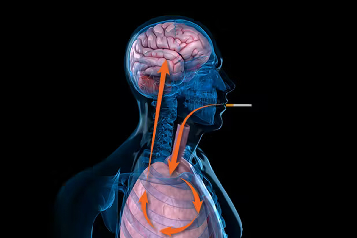 Nicotine Absorption in the Human Body